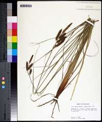 Carex glaucescens image