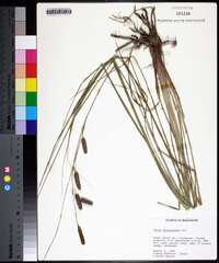 Carex glaucescens image