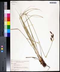 Carex glaucescens image