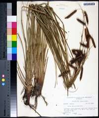 Carex glaucescens image