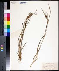 Carex glaucescens image