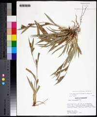 Carex glaucodea image