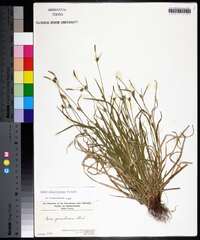 Carex gracilescens image