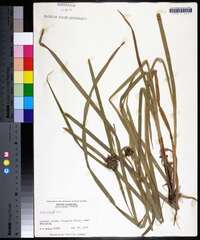 Carex grayi image