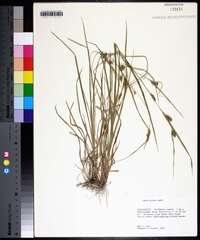 Carex grisea image