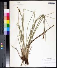 Carex haydenii image