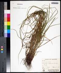 Carex hirtifolia image