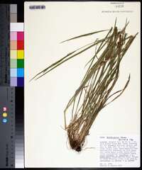 Carex hitchcockiana image