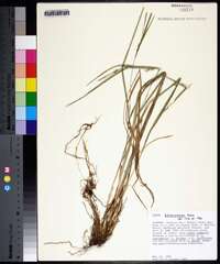 Carex hitchcockiana image