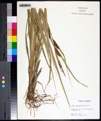 Carex hyalinolepis image