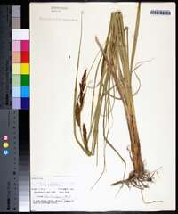 Carex hyalinolepis image