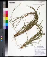 Carex impressinervia image