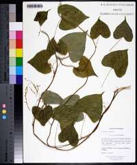 Dioscorea floridana image