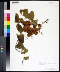 Dioscorea floridana image