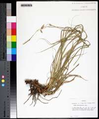 Carex cherokeensis image