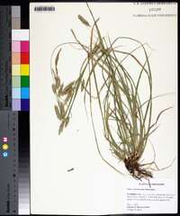 Carex cherokeensis image