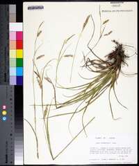 Carex cherokeensis image