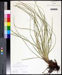 Carex cherokeensis image