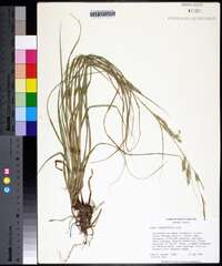 Carex cherokeensis image