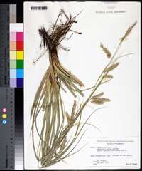 Carex cherokeensis image