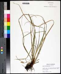 Carex cherokeensis image