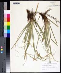 Carex cherokeensis image