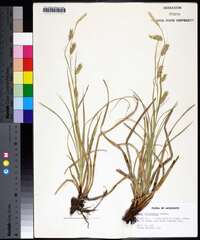 Carex cherokeensis image