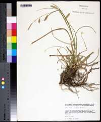 Carex cherokeensis image