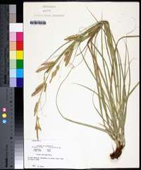 Carex cherokeensis image