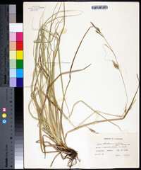 Carex cherokeensis image