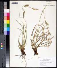 Carex cherokeensis image