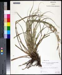 Carex cherokeensis image