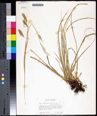 Carex cherokeensis image