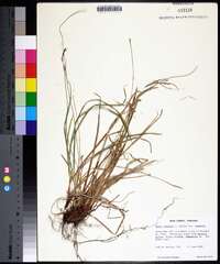 Carex communis var. communis image