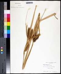 Carex comosa image