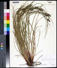 Carex complanata image