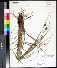 Carex complanata image