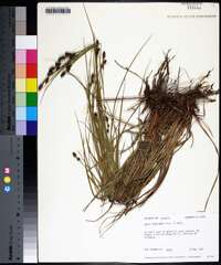 Carex complanata image