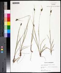 Carex complanata image