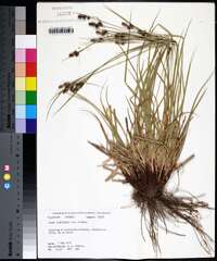 Carex complanata image