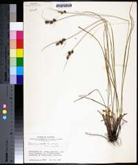 Carex complanata image