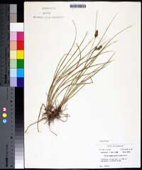 Carex complanata image