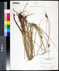 Carex complanata image