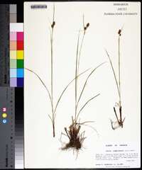 Carex complanata image