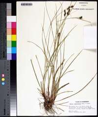 Carex complanata image