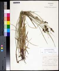 Carex complanata image