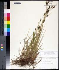 Carex complanata image