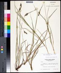 Carex complanata image