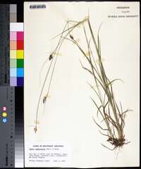 Carex complanata image