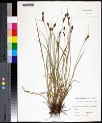 Carex complanata image